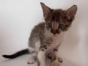 Gato raça SRD-ViraLata idade Abaixo de 2 meses nome Tigrinho