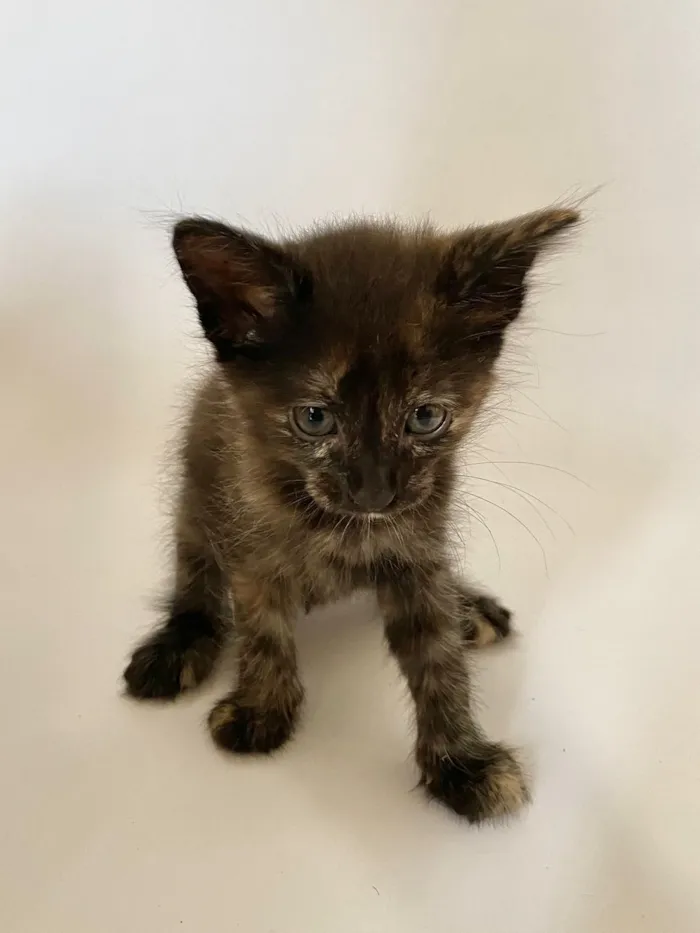 Gato raça SRD-ViraLata idade Abaixo de 2 meses nome Suelen