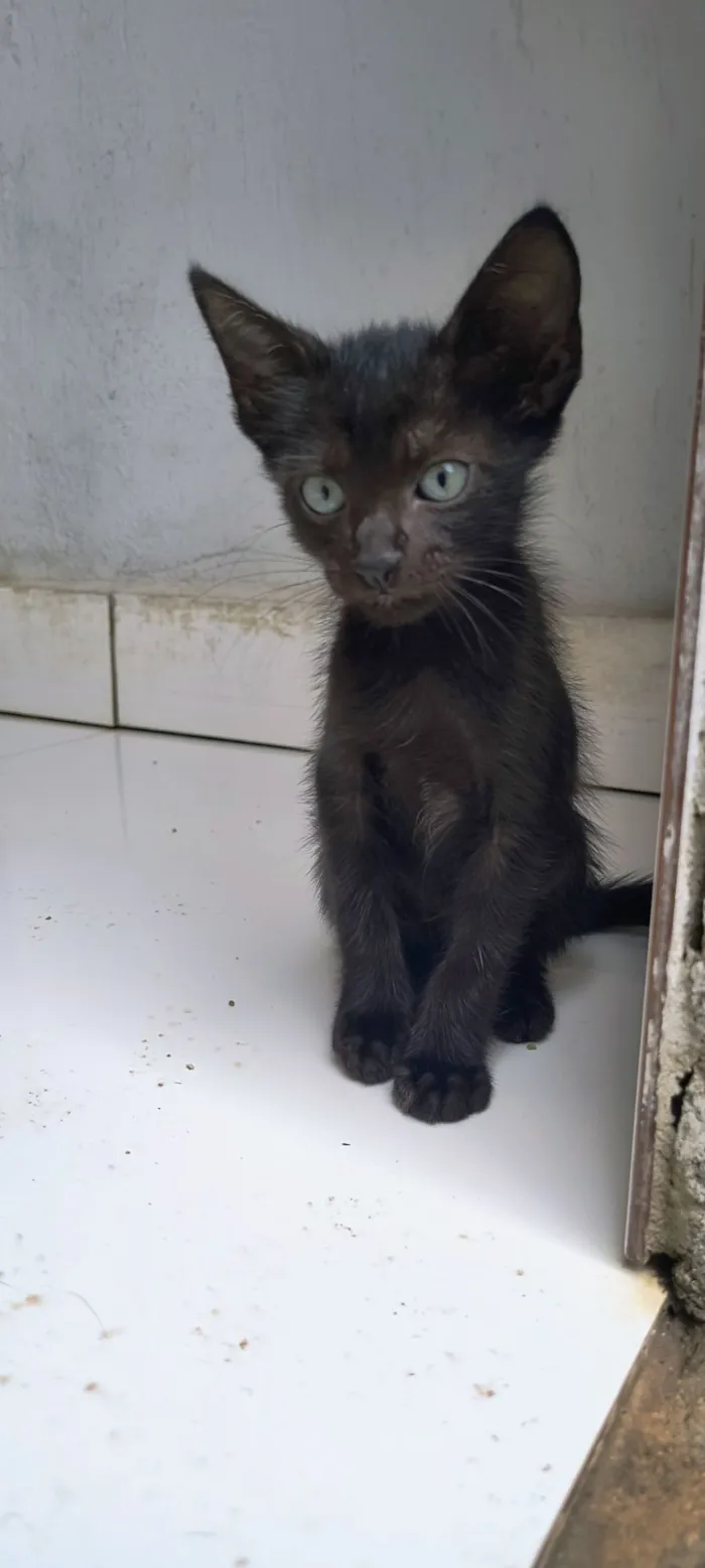 Gato raça SRD-ViraLata idade 2 a 6 meses nome Gatos filhotes 