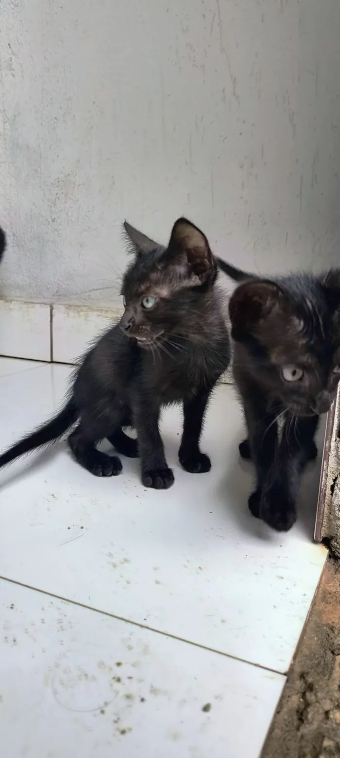 Gato raça SRD-ViraLata idade 2 a 6 meses nome Gatos filhotes 