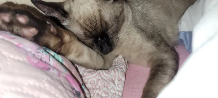 Gato raça Siamês idade 2 a 6 meses nome Miu