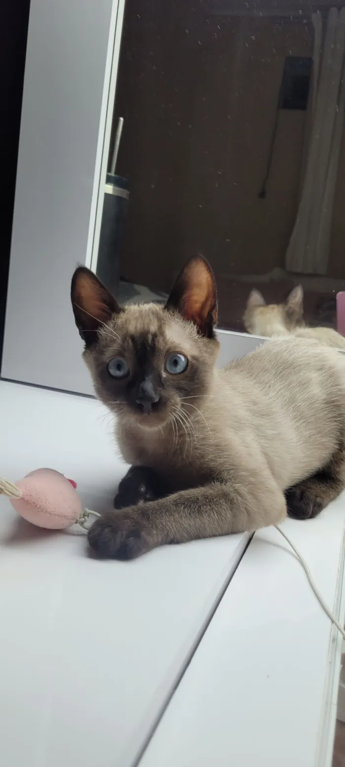 Gato raça Siamês idade 2 a 6 meses nome Miu