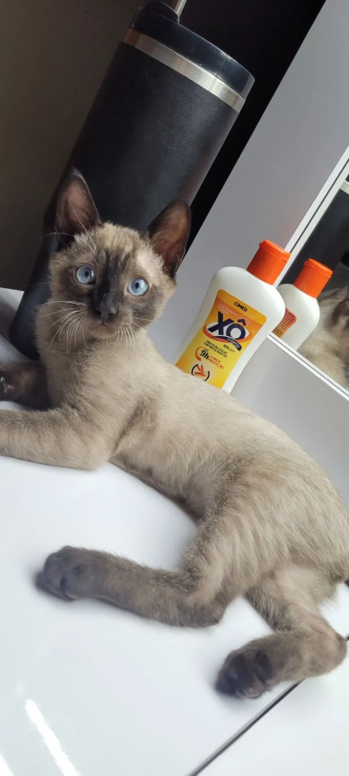 Gato raça Siamês idade 2 a 6 meses nome Miu