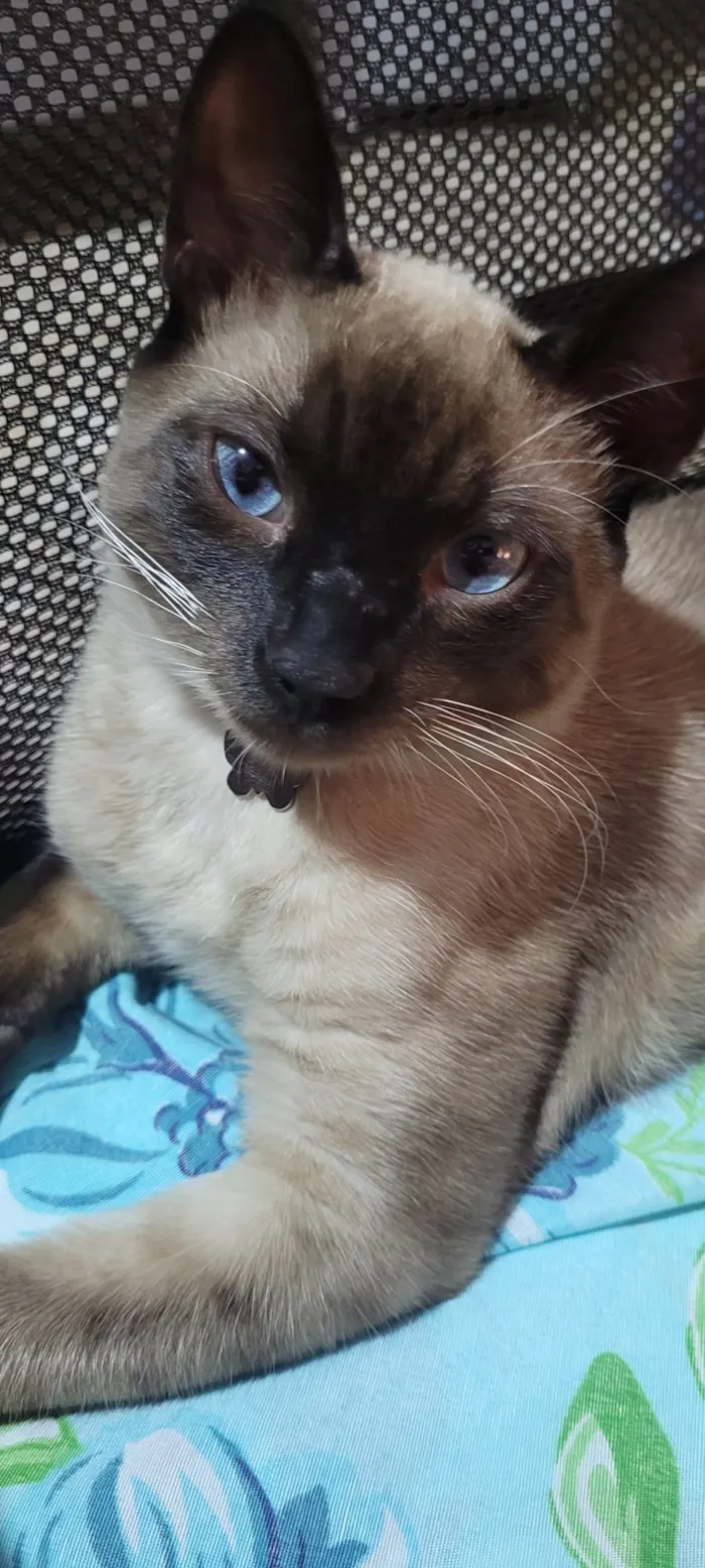 Gato raça Siamês idade 2 a 6 meses nome Miu