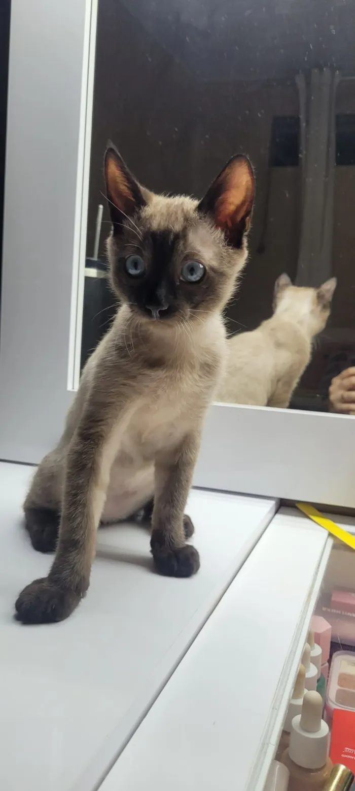 Gato raça Siamês idade 2 a 6 meses nome Miu