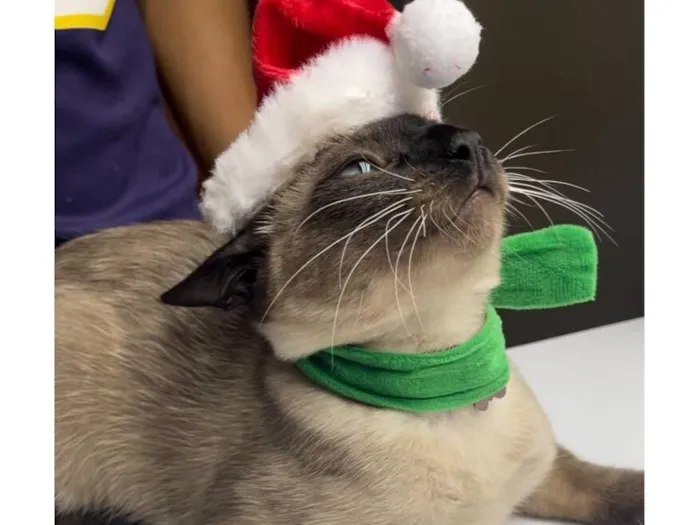 Gato raça Siamês idade 2 a 6 meses nome Miu