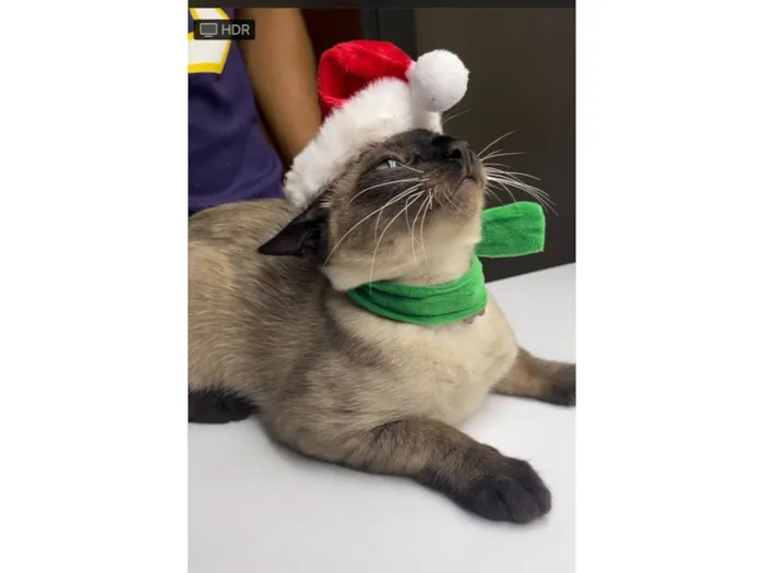 Gato raça Siamês idade 2 a 6 meses nome Miu