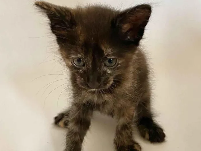 Gato raça SRD-ViraLata idade Abaixo de 2 meses nome Suelen
