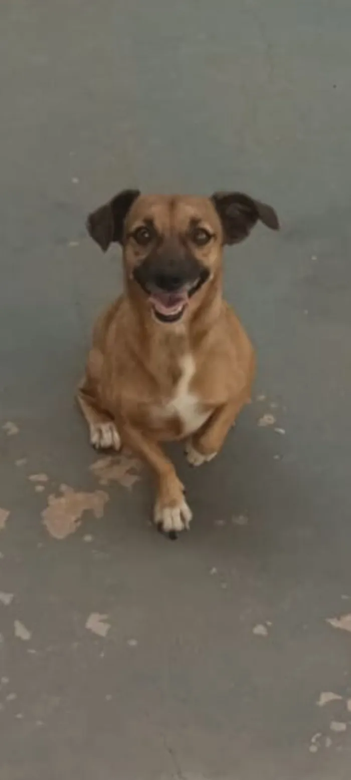 Cachorro raça SRD-ViraLata idade 5 anos nome Pichuquinha 