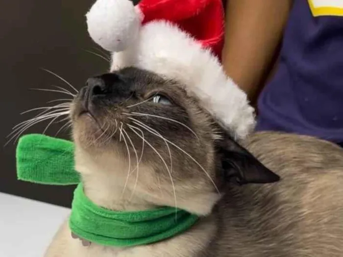 Gato raça Siamês idade 2 a 6 meses nome Miu