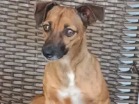 Cachorro raça SRD-ViraLata idade 5 anos nome Pichuquinha 