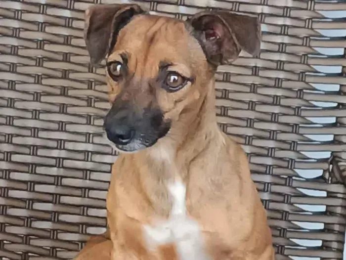 Cachorro raça SRD-ViraLata idade 5 anos nome Pichuquinha 