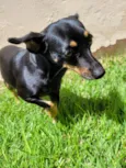 Cachorro raça Pinscher idade 6 ou mais anos nome Marry 