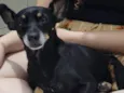 Cachorro raça Pinscher idade 6 ou mais anos nome Marry 