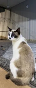Gato raça Siamês idade 1 ano nome Pitocadas