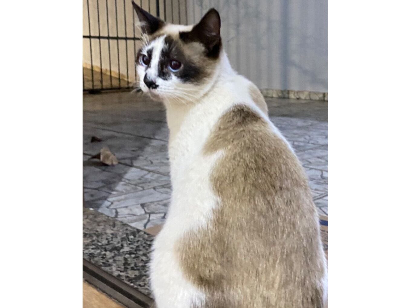 Gato raça Siamês idade 1 ano nome Pitocadas