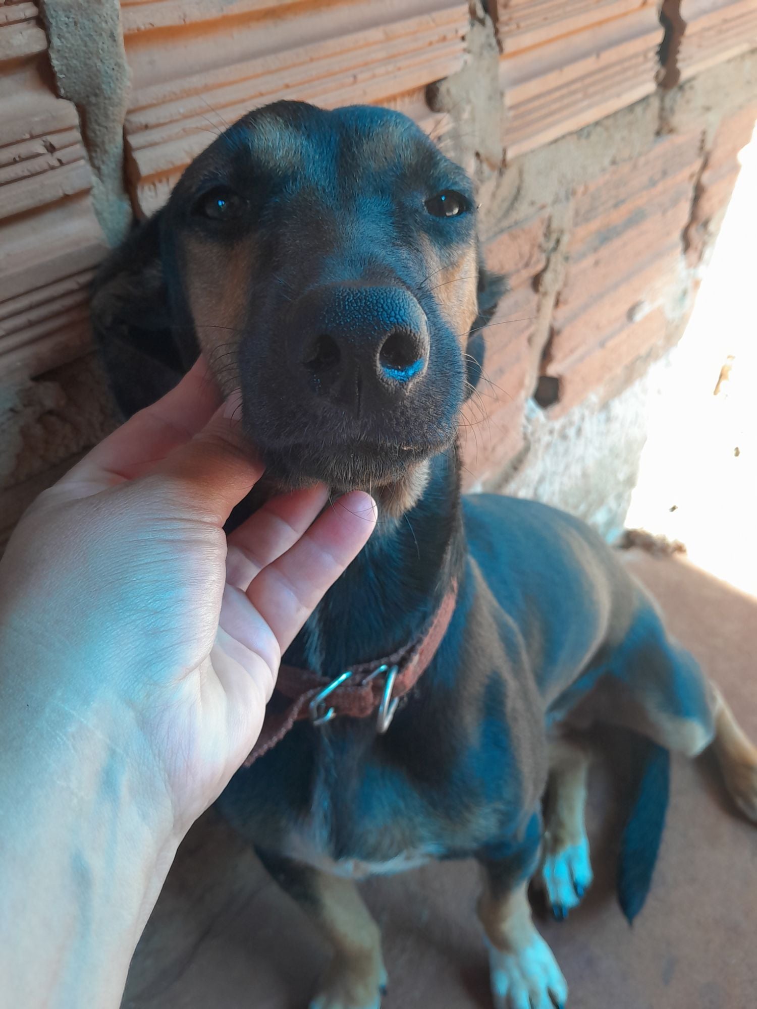Cachorro raça SRD-ViraLata idade 2 anos nome Mel