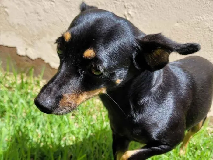 Cachorro raça Pinscher idade 6 ou mais anos nome Marry 