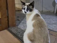 Gato raça Siamês idade 1 ano nome Pitocadas