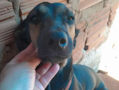 Cachorro raça SRD-ViraLata idade 2 anos nome Mel
