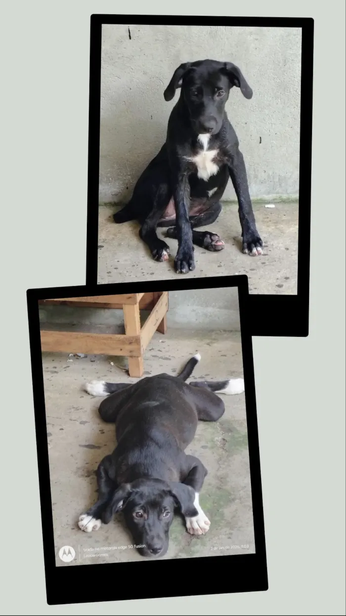 Cachorro raça SRD-ViraLata idade 2 a 6 meses nome Cadelinhas, pretinhas 