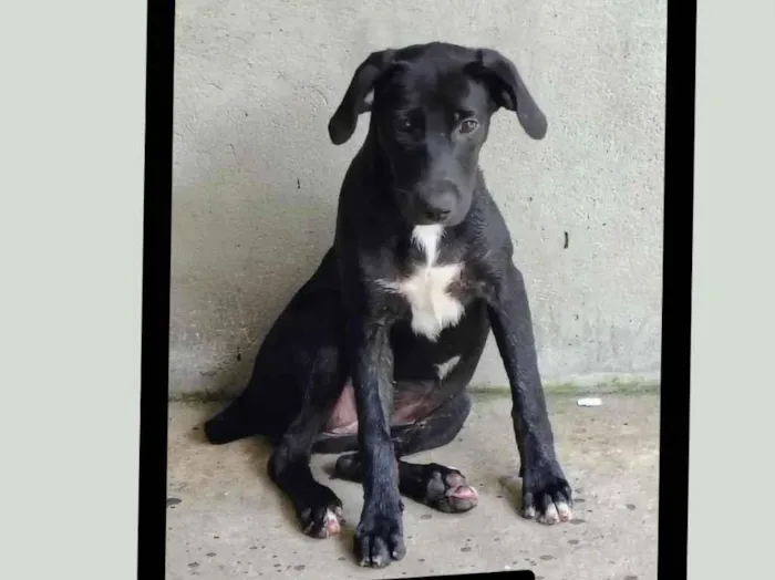 Cachorro raça SRD-ViraLata idade 2 a 6 meses nome Cadelinhas, pretinhas 