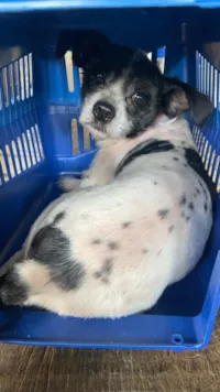 Cachorro raça Shitzu idade 1 ano nome Thor 