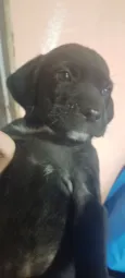 Cachorro raça Mestiços de waimarener  idade 2 a 6 meses nome Sem nome 