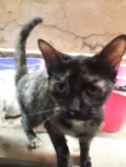 Gato raça SRD-ViraLata idade 7 a 11 meses nome Pretinha
