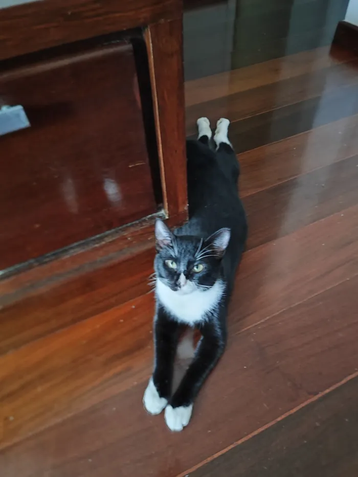 Gato raça SRD-ViraLata idade 7 a 11 meses nome Ikki