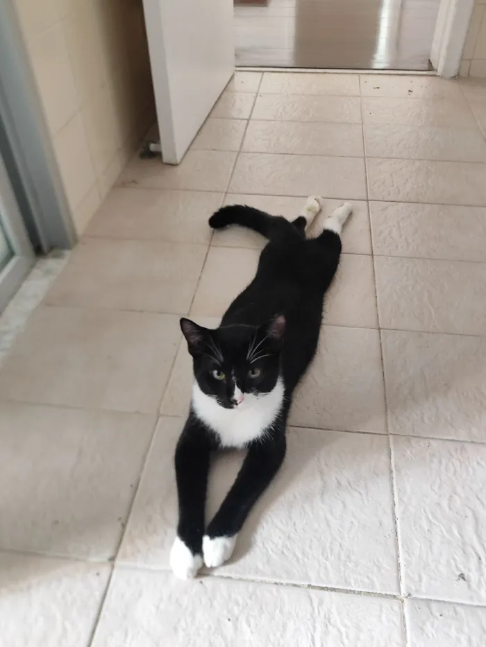 Gato raça SRD-ViraLata idade 7 a 11 meses nome Ikki