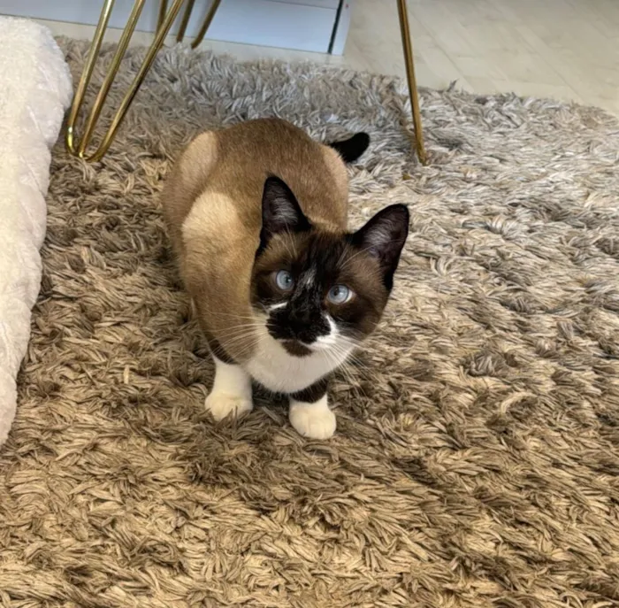 Gato raça SRD-ViraLata idade 4 anos nome Louis