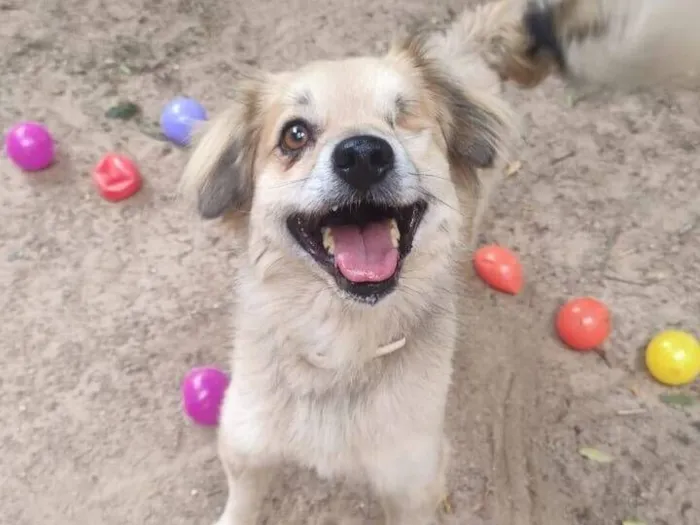 Cachorro raça SRD-ViraLata idade 4 anos nome Pirata