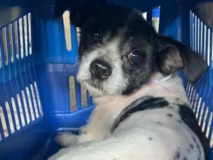 Cachorro raça Shitzu idade 1 ano nome Thor 