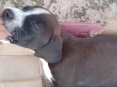 Cachorro raça Mestiços de waimarener  idade 2 a 6 meses nome Sem nome 