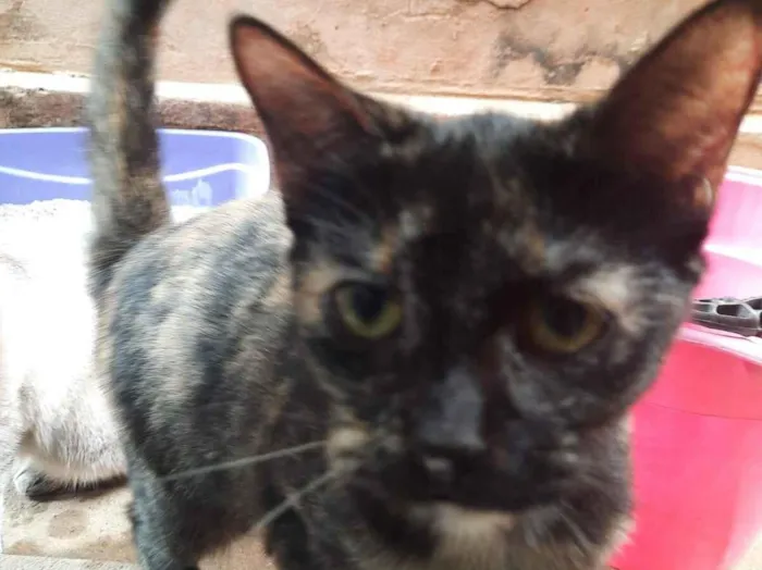 Gato raça SRD-ViraLata idade 7 a 11 meses nome Pretinha