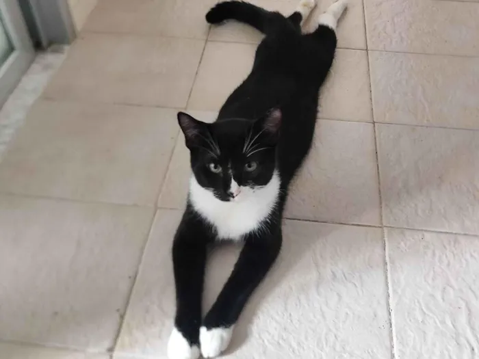 Gato raça SRD-ViraLata idade 7 a 11 meses nome Ikki