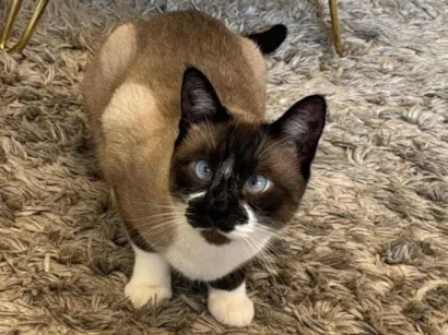 Gato raça SRD-ViraLata idade 4 anos nome Louis