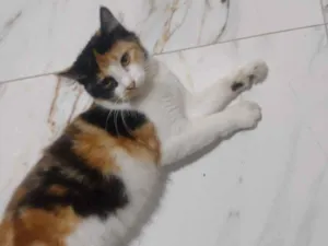Gato raça SRD-ViraLata idade 1 ano nome Pãozinho