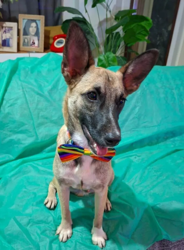 Cachorro raça SRD-ViraLata idade 7 a 11 meses nome Lucca