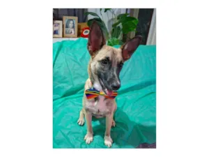 Cachorro raça SRD-ViraLata idade 7 a 11 meses nome Lucca