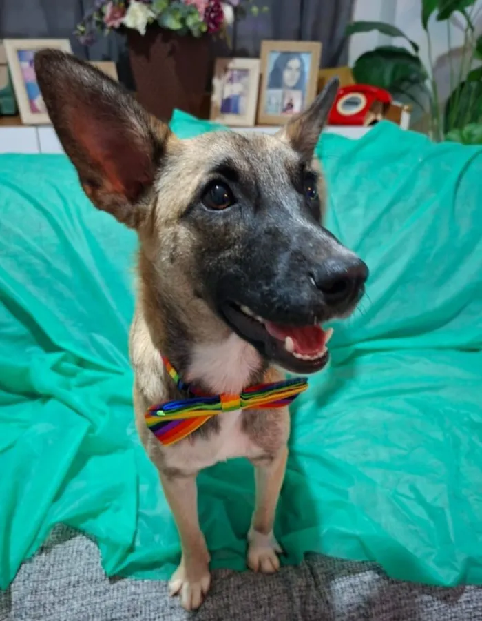 Cachorro raça SRD-ViraLata idade 7 a 11 meses nome Lucca