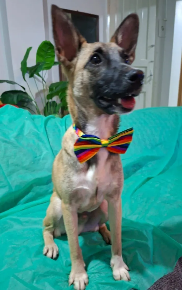 Cachorro raça SRD-ViraLata idade 7 a 11 meses nome Lucca