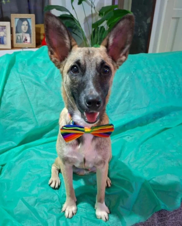 Cachorro raça SRD-ViraLata idade 7 a 11 meses nome Lucca