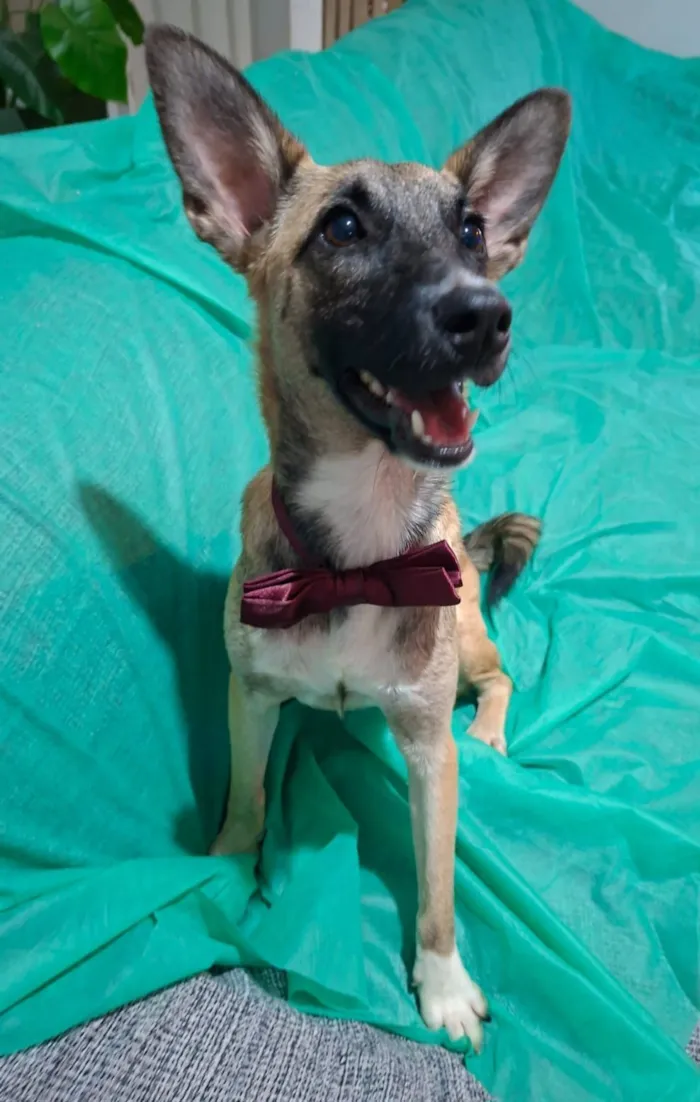 Cachorro raça SRD-ViraLata idade 7 a 11 meses nome Lucca