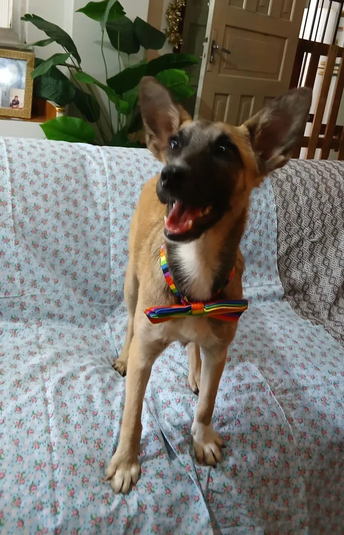 Cachorro raça SRD-ViraLata idade 7 a 11 meses nome Lucca