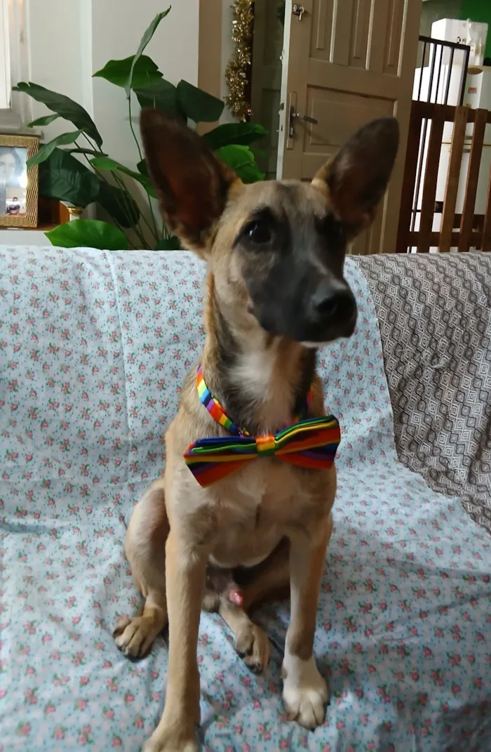 Cachorro raça SRD-ViraLata idade 7 a 11 meses nome Lucca