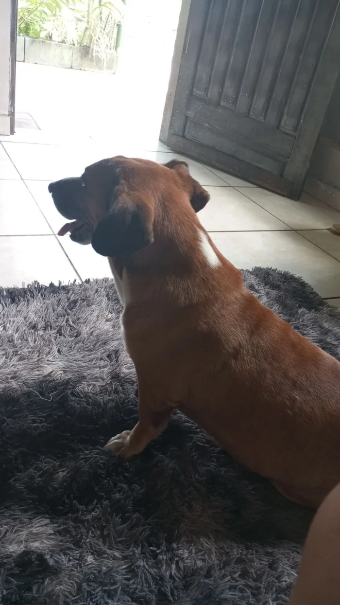 Cachorro raça SRD-ViraLata idade 6 ou mais anos nome Boeing 