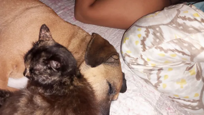 Cachorro raça SRD-ViraLata idade 6 ou mais anos nome Boeing 