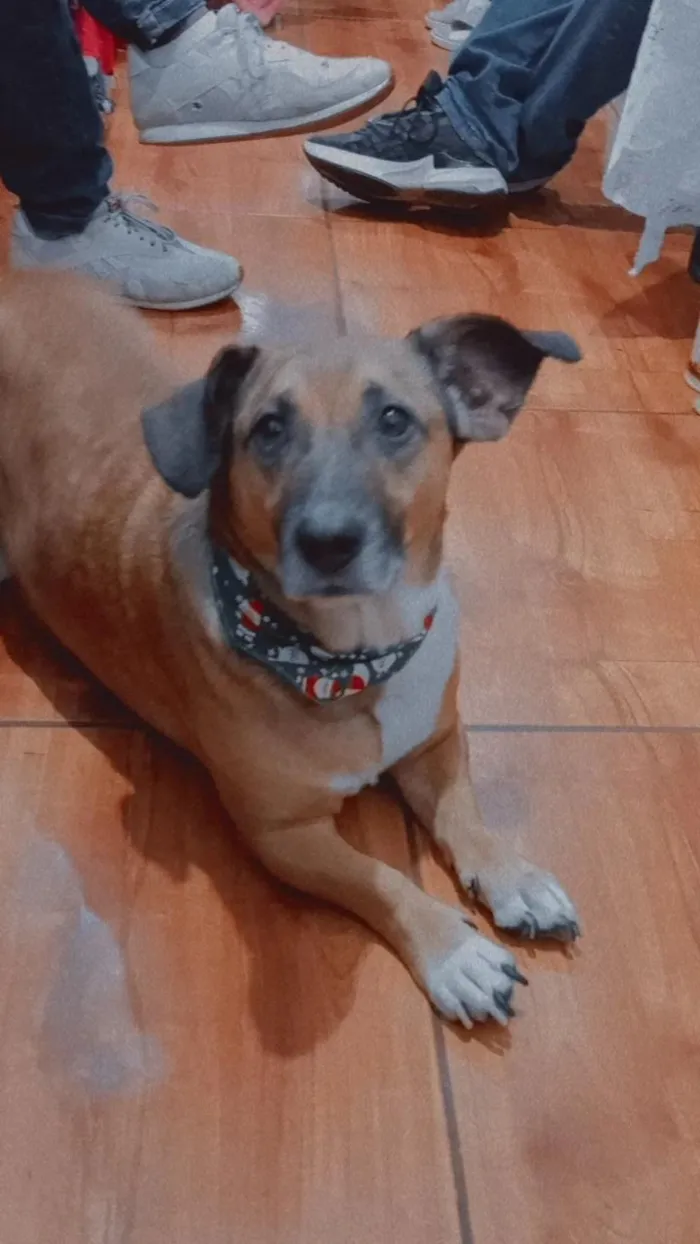 Cachorro raça SRD-ViraLata idade 6 ou mais anos nome Boeing 